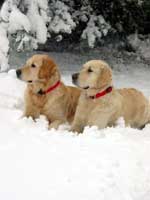 psi ve sněhu