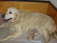 první pejsek  je na světě