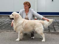 JCH GRYFFINDOR JUNIOR  THE BEST BARON