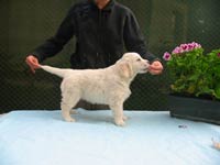 Eirin Elegance Z Říčanských luk