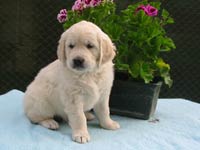 Eirin Elegance Z Říčanských luk