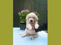 Eirin Elegance Z Říčanských luk