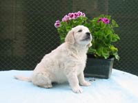 Eirin Elegance Z Říčanských luk