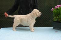 Eirin Elegance Z Říčanských luk