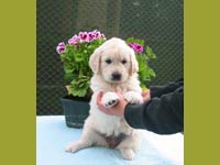 Eirin Elegance Z Říčanských luk