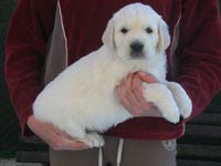 Eirin Elegance Z Říčanských luk