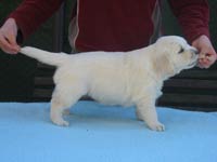 Eirin Elegance Z Říčanských luk