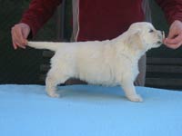 Ellis Excellent Z Říčanských luk