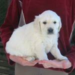 Ellis Excellent Z Říčanských luk