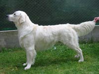 Eirin Elegance Z Říčanských luk