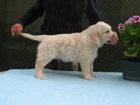 Eirin Elegance Z Říčanských luk