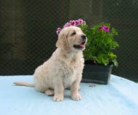 Ellis Excellent Z Říčanských luk