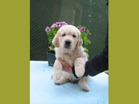 Ellis Excellent Z Říčanských luk