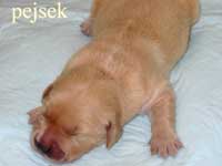 foto štěňat