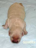 foto štěňat