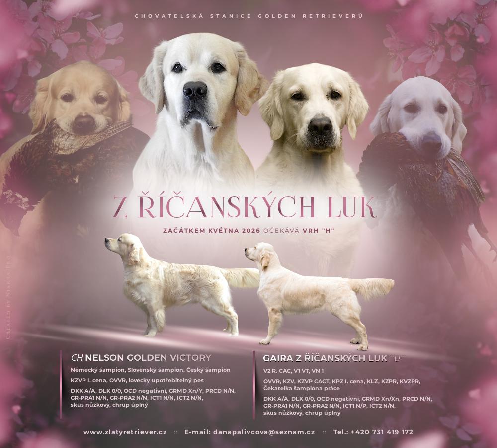 štěnata Zlatého Retrievera